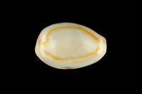 藏品(金環寶螺)的圖片